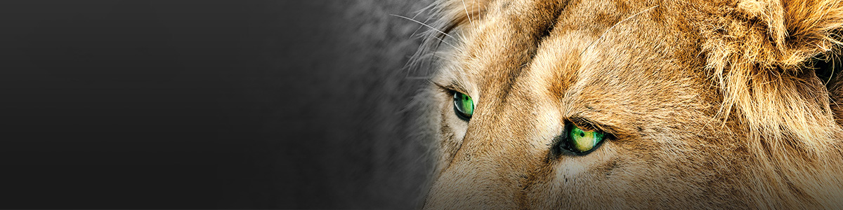 Liontrust - Sustainable Future