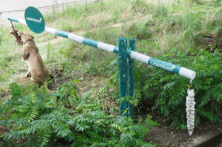 World Lion Day at ZSL London Zoo 2019