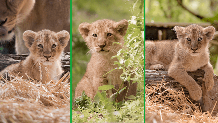 London Zoo lion cubs